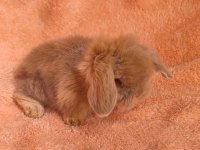 Hollanda teddy lop tavşanı