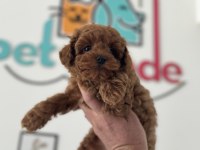 Petmode köpek çiftliğinden tea cup kore poodle