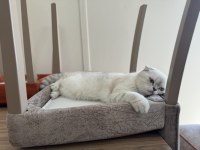 Scottish fold inci kızıma kendi çocuğu gibi bakacak yuva
