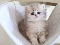British Longhair Dişi Ve Erkek