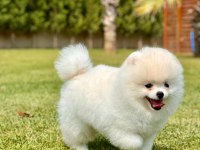 DAHA İYİSİ YOK GERCEK TEDDY BEAR POMERANİAN
