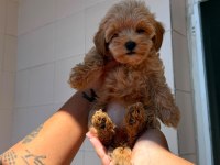 Safkan Maltipoo Yavrularımız