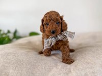 Safkan Oyuncak Bebeğim Toy Poodle 