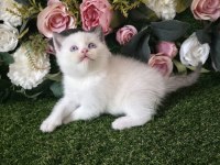 BRİTİSH SHORTHAİR DONDURMA TOPLARI