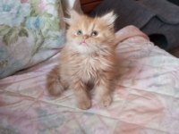 Golden british longhair erkek yavru