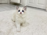 Ragdoll bebeklerimiz