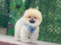 Pomeranian Teddy Face Yavruları