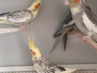 Fethiye Yavru Sultan Papağanları