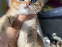 Golden erkek bebek kedim teslime hazır