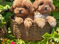 Kore maltipoo en iyisini en güzelini isteyene
