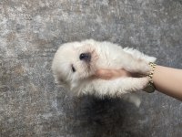 Pomeranian boo yavruları
