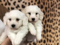 KAR BEYAZI MALTESE TERRİER YAVRULARIM 