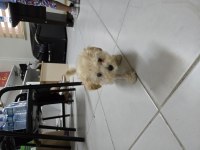 Dişi maltipoo