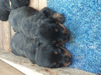 Yavru rottweiler