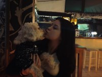 Şila bir buçuk yaşında toy poodle cinsi