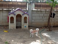2 yaşında dişi köpeğimiz yuvasını arıyor