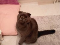 Scottish fold dişi