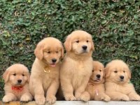 Dişi erkek golden retriever kapıda ödemeli güvenli sistem