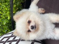 9 aylık pomeranian boo tuvalet eğitimi var aşıları tam