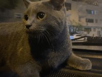 British shorthair kedisi
