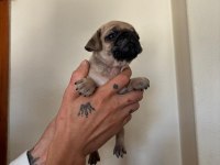 Pink Taşıyıcı pug köpekler