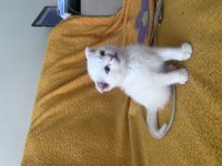 Scottish Fold Colorpoint