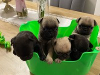 Pink Babadan Pug Mops yavrular