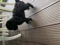 Maltipoo erkek dişi 2 aylık yavrular