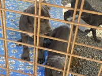 Cane corso blue bebekler