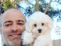 Maltese Terrier Çok Şirin Yavrular