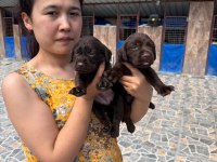Labrador yavruları