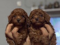 Show Kalite Miniboy Poodle