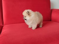 POMERANİAN TEDDY ERKEK