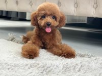 Dişi toy poodle 5 aylık