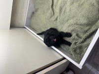 Orijinal toy poodle yavrular