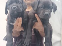 SHOW KALİTEDE CANE CORSO YAVRULAR FCI/KIF A ŞECERE