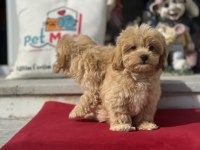 Aşılı Pasaportlu Wc Eğitimli Maltipoo Yavrularımız