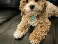 A+ Kalite Sevimli Maltipoo Bebekler