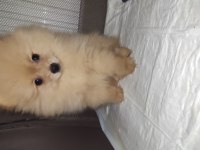 Bu pomeranian bal kız yuva arıyor