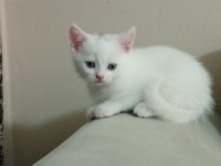 2 Aylık British Shorthair