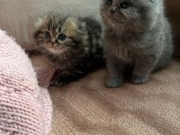 CHİNCHİLLA 4 ERKEK VE 4 DİŞİ