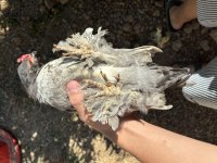 Orijinal safkan ispenç tavuk civciv