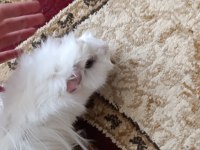 Dişi Ginepig