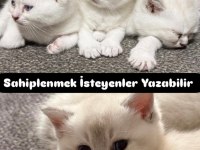 Güzeller Güzeli Yavru Kedilerimiz Yeni Yuvalarını Arıyor