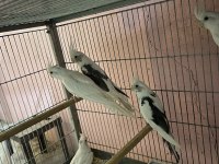 Albino ve wifi pied sultan papağanı