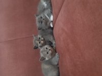 42 günlük british shorthair yavrularımız
