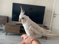 Konuşan TARÇIN Full evcil FALLOW Sultan Papağanı