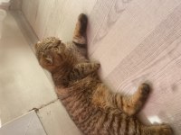 10 aylık dişi scottish fold