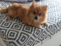 Dişi Pomeranian
