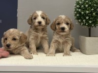 Maltipoo yavrularmız